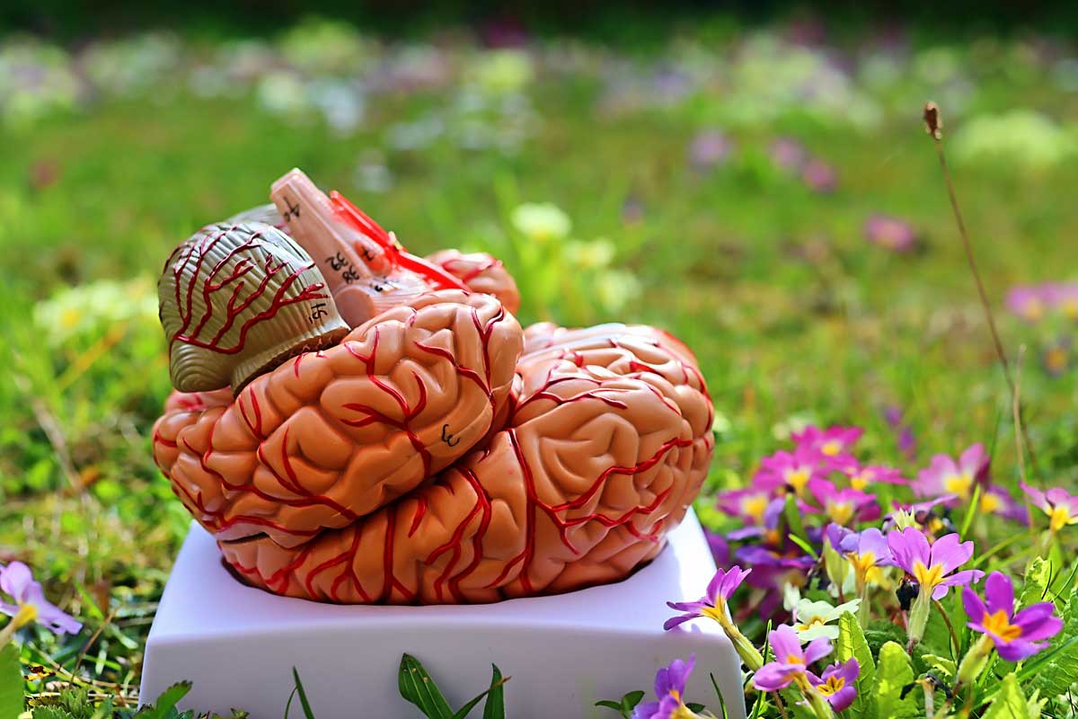Atemtechnik  Gehirn Modell Medulla Oblongata